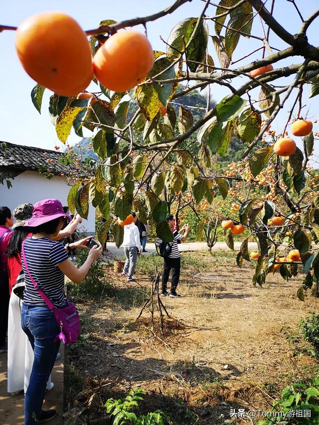 开着房车去流浪，打卡桂林恭城红岩村，漫山遍野柿子红