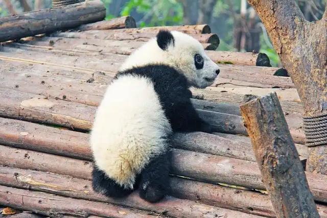 长江以南首次发现，2014年云南村民打死一只，扒皮、肢解还取胆