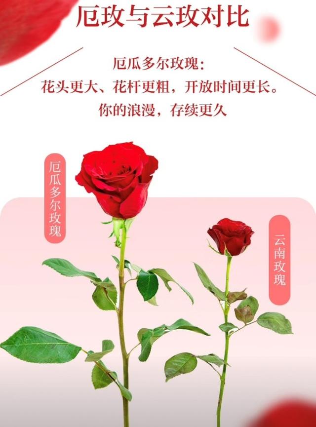 全球唯一一束厄瓜多尔1.5米999朵玫瑰首次在国内拍卖 京东获得拍卖权