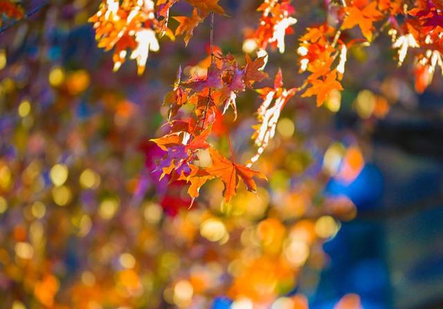 长春松苑宾馆：枫景如画醉游人