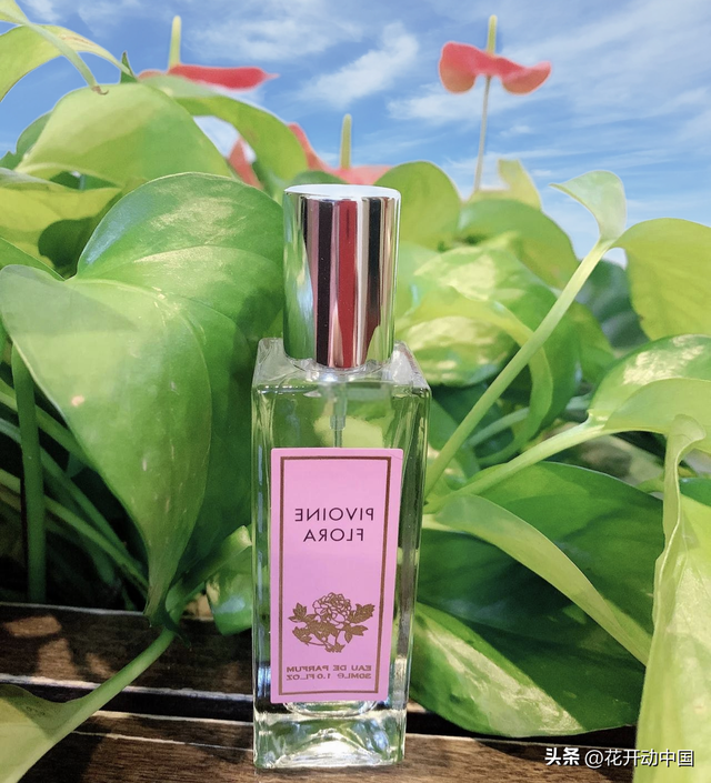 曹州牡丹甲天下 牡丹香味醉天涯