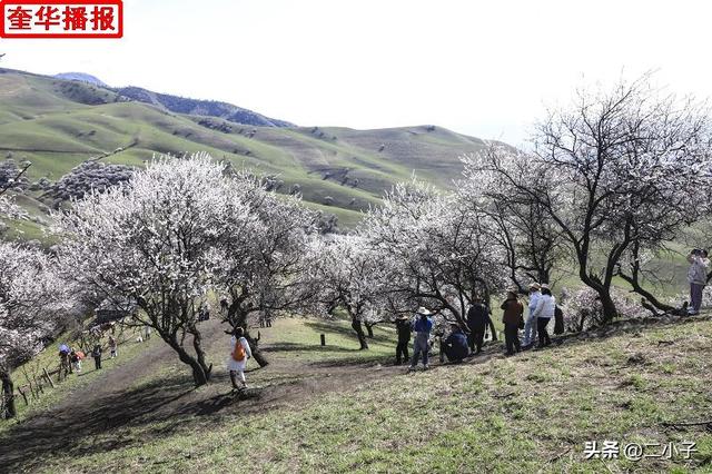 新疆伊犁：那拉提杏花绽放在山谷