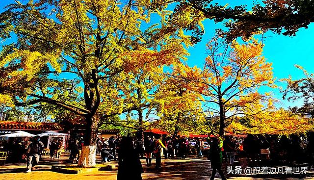 昆明蓝配翠湖银杏黄——藏着昆明最温柔的冬天