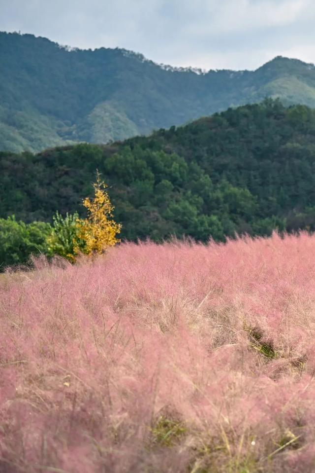 拿捏秋日氛围感？济南这些免费花海，教你轻松圈“粉”！