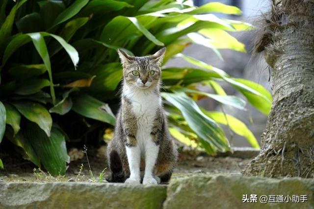 解锁相机隐藏玩法：用"成像风格"功能让照片效果翻倍！