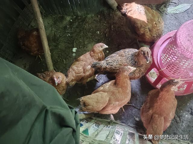 肉松的心思不难猜，低气压制造者每天都在源源不断地生产低气压