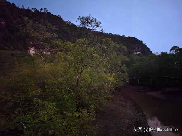 马来西亚(36)砂拉越州⑩峇哥国家公园夜间徒步体验