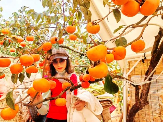 桂林：不入柿园，怎知秋色几许！