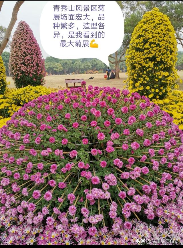 今年唐山南湖菊展从规模到品种在我印象中是多年来的第一次