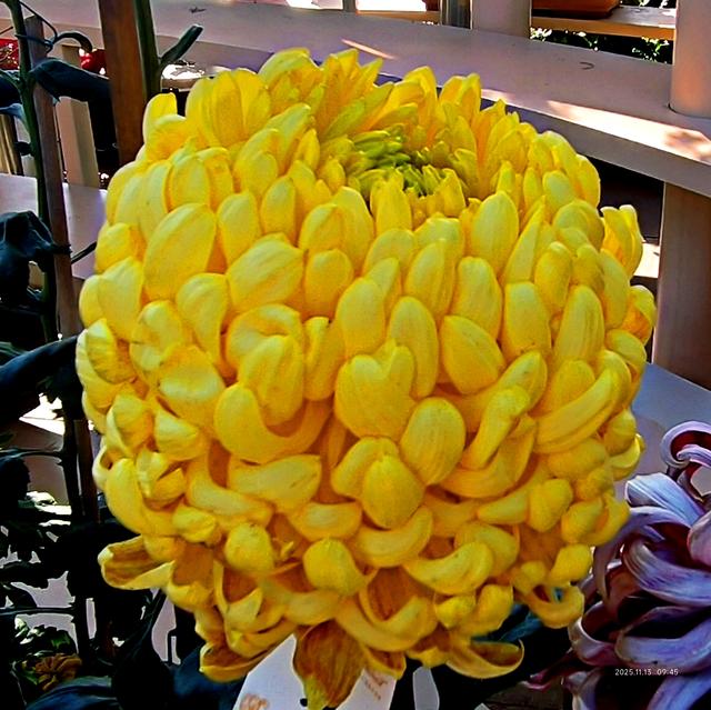 中山公园的菊花