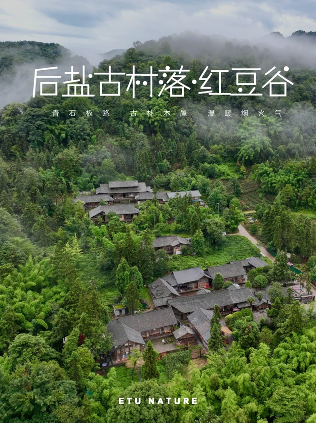 成都2h深入避世秘境，千年红豆树+彩色崖刻，徒步走起！
