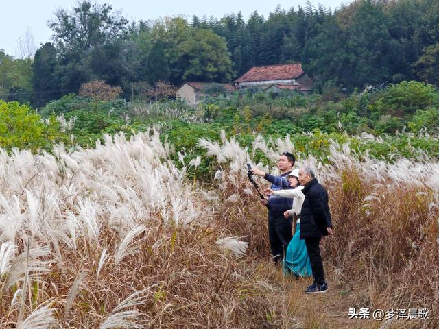 豫客纷至安陆，共赏银杏芦花绘初冬