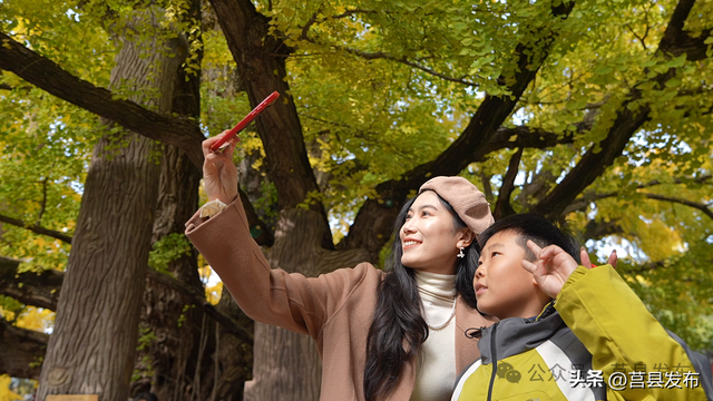 首日突破10000人！浮来山银杏季从从容容花式“宠客”！