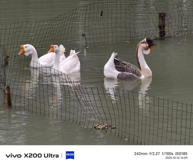合肥蜀山区：雨中粉黛花、小岭南文化赋美、科大硅谷