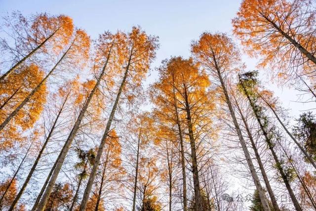 崇州彩林天花板🤩🤩🤩谁还没去过？