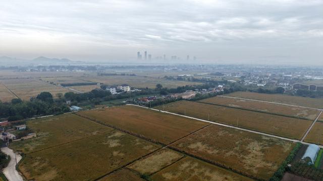 秋日的大杭州田间太“卷”了！胖乎乎的“瑞士卷”，一个一个又一个……