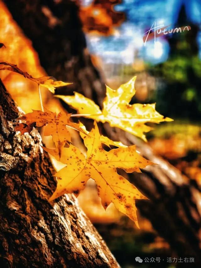 土右旗的秋天不用买，弯腰就能“捡”到治愈！