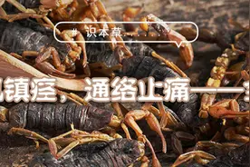 识本草丨息风镇痉，通络止痛——全蝎图片