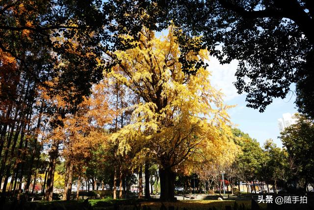 又是一年银杏璀璨时,上海闵行一棵300余年古银杏树进入醉美时刻