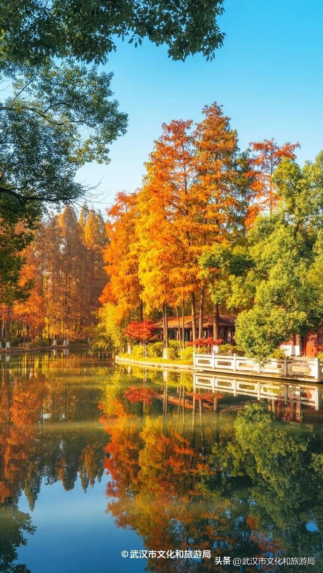 本周，武汉彩叶杀疯了！