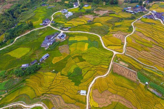龙川江畔，梯田铺金，腾冲秋日最美的田园画卷