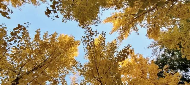 寻美薛城丨金色之约！森林公园银杏黄了！