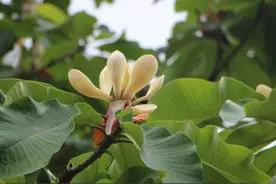 一个人顶级的聪明：顺着人性做事，逆着人性做人图片