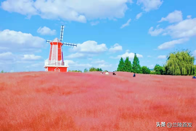 好客山东好品山东｜快看！山东的秋天是粉色的