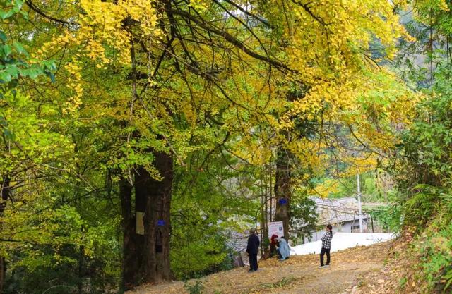 乡游黔中 · 凤冈县 进化镇丨银杏鎏金映古寨,高腔茶灯醉秋韵