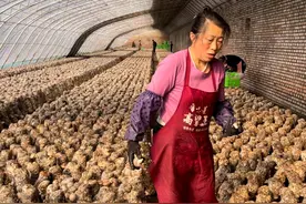 清徐县黑城营村：小香菇撑起乡村“致富伞”图片