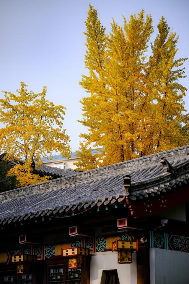 山东:时至初冬,银杏正当时