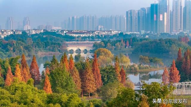 红了红了！东坡水杉出片率100%