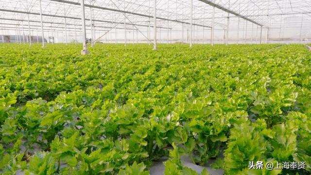 在海湾镇，遇见冬日的浪漫颜色