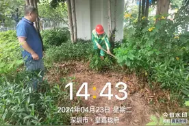 深圳龙华城管回应“暴雨天浇花”：雨水淋不到桥下的植物，需水车人工浇水解决图片