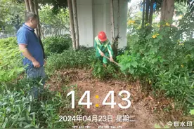 深圳龙华城管回应“暴雨天浇花”：雨水淋不到桥下的植物，需水车人工浇水解决图片