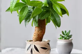 养好发财树，记住三点，枝粗叶多，一年四季绿油油，一点不难养！图片