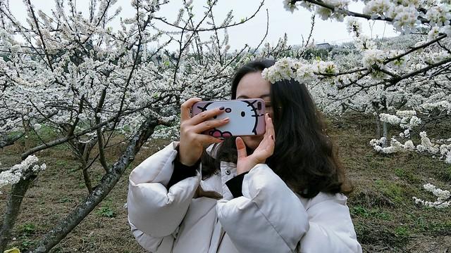 谁发明的？在千亩李花里烫火锅！荣昌今天火出圈