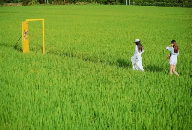 乐享田园·趣游南宁│稻香壮韵寻趣之旅