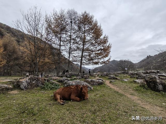 秦岭狮子沟牧场&牛奶湖