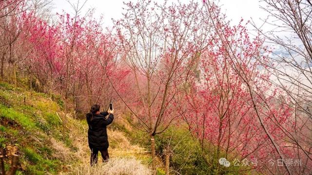 崇州的樱花，开啦！！!