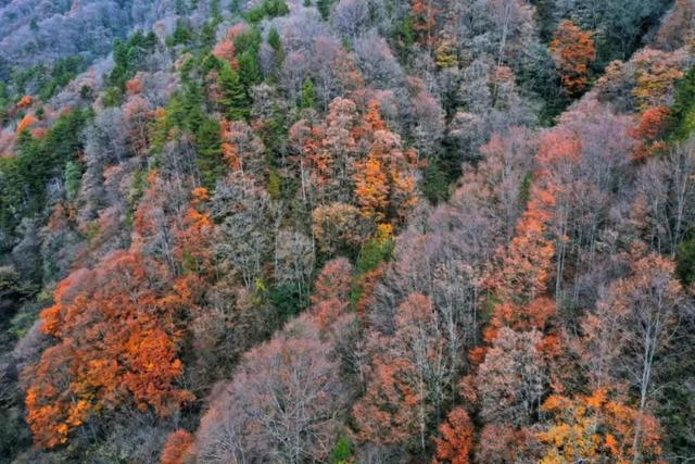 来洋县华阳！赴一场秋日之约~