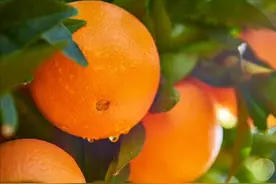 一颗橙子等于五种补品?常吃橙子是养生还是伤身?一次性告诉您真相图片