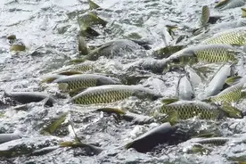 十大养不死的淡水鱼图片