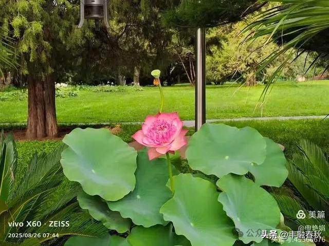 紫竹院竹荷季:一园清风里的诗意相逢| 申艳娟