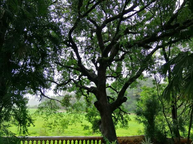 探访南印度果阿，最不像印度的印度城市