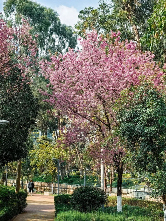 大寒至，春可期，昆明这些地方繁花似锦！