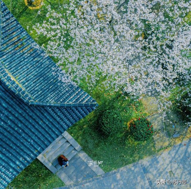 武汉赏樱攻略请收藏！除了武大和东湖，还有这些免费打卡地哦