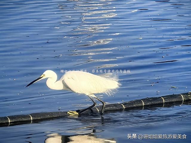 东山湖冬天最佳游玩地：拍广州风景一线天，还是候鸟观赏圣地