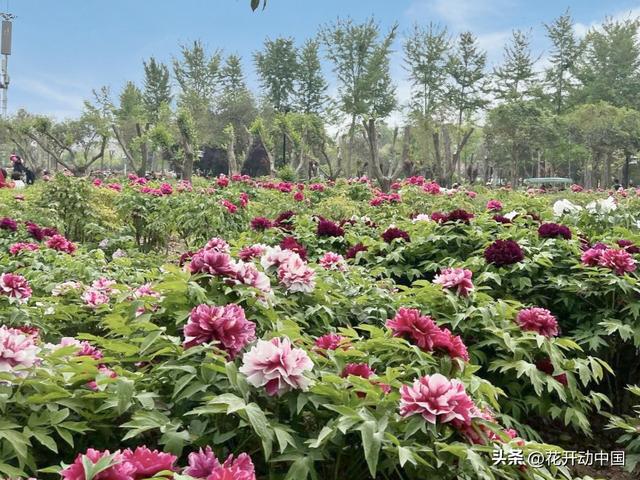曹州牡丹甲天下 牡丹香味醉天涯