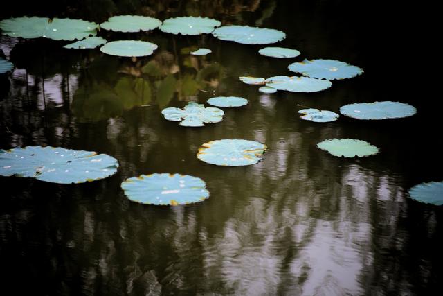 《玉兰王国》之捕鱼记